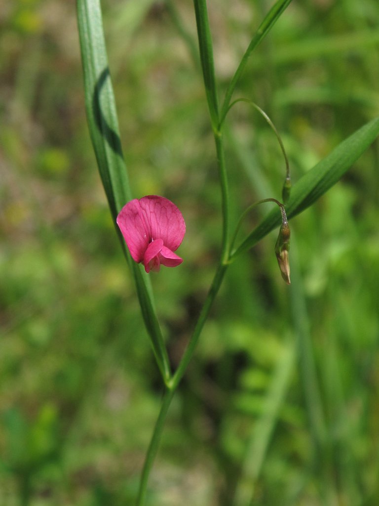 Lathyrus nissolia